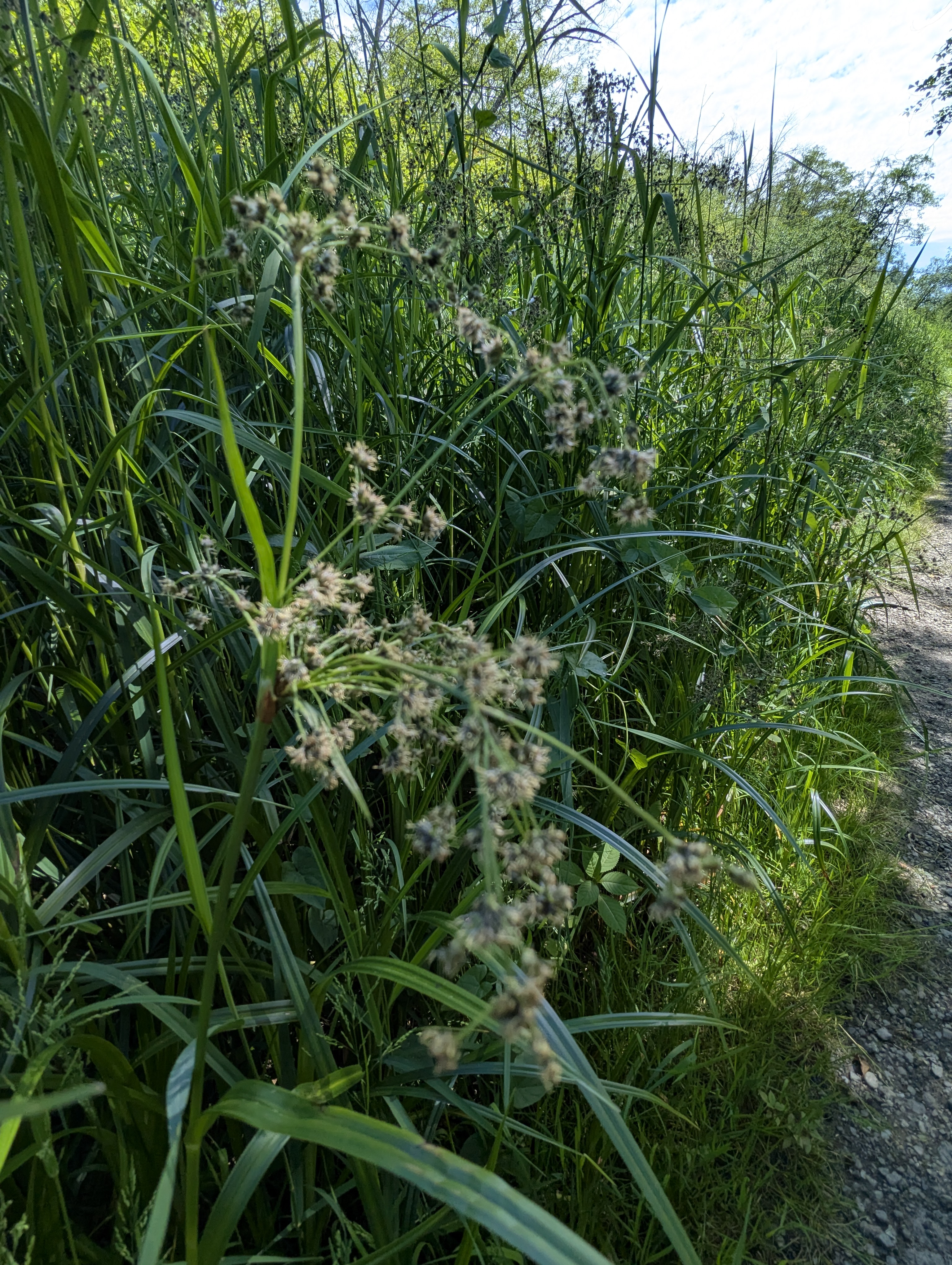 Birthday Trip to Canada, Delta, Burns Bog, Vancouver, British Columbia